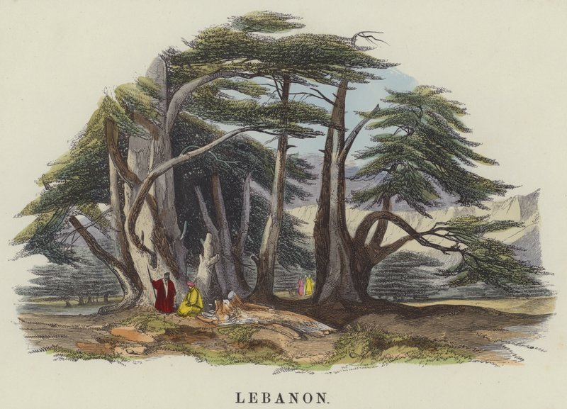 Libanon (színes metszet) alkotó: English School