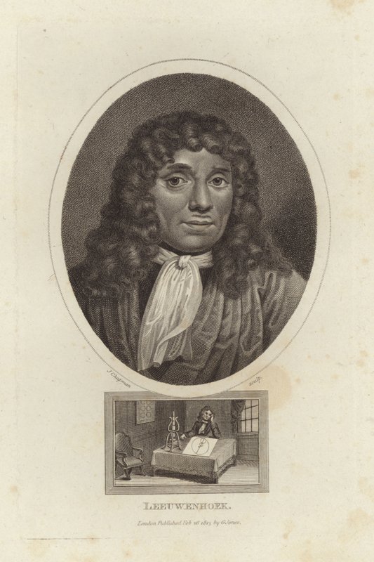 Leeuwenhoek alkotó: English School