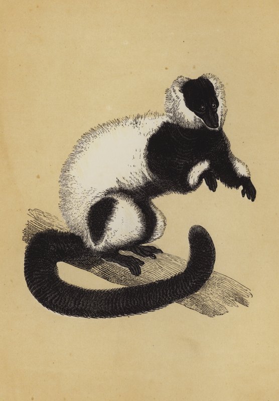 Lemur (színes litográfia) alkotó: English School