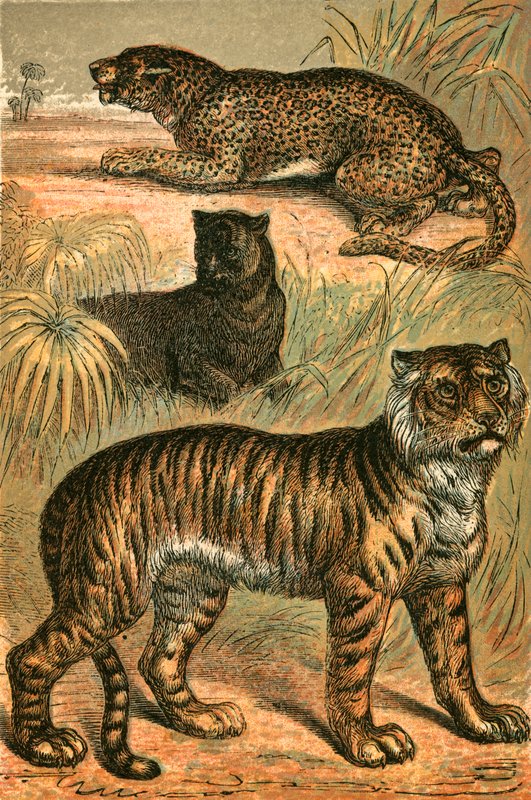 Leopárd, fekete párduc és tigris alkotó: English School