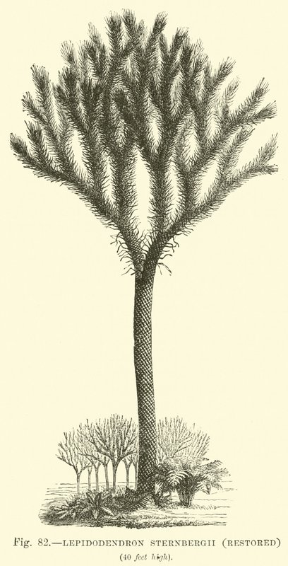 Lepidodendron Sternbergh, restaurálva alkotó: English School