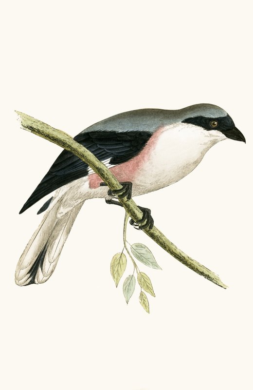 Lesser Grey Shrike, illusztráció Charles Robert Bree (1811-86) „A History of the Birds of the Birds of Europe Not Observed in the British Isles” című művéből, 1867-ben megjelent alkotó: English School