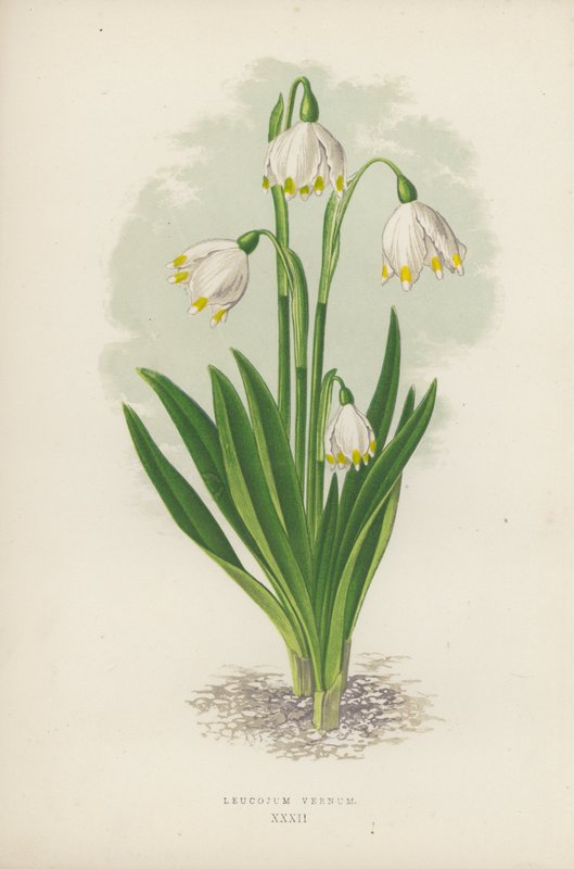 Leucojum Vernum (színes litho) alkotó: English School