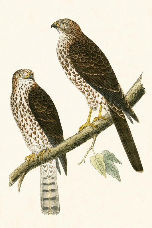 Levant Sparrow Hawk, illusztráció Charles Robert Bree (1811-86) „Európa madarainak története, amelyeket nem figyeltek meg a Brit-szigeteken” című művéből, 1867. alkotó: English School