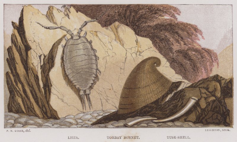 Ligia, Torbay Bonnet, Tusk-Shell (színes litográfia) alkotó: English School
