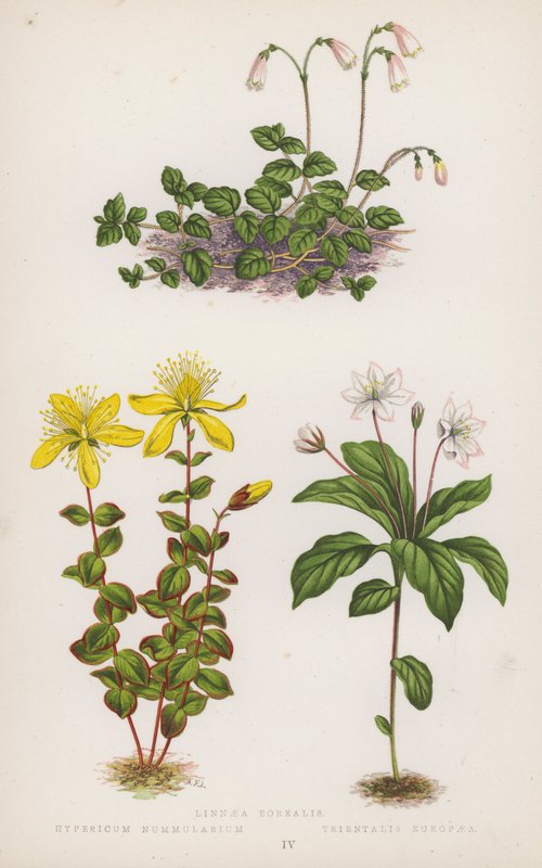 Linnaea Borealis; Hypericum Nummularium; Trientalis Europaea (színes litho) alkotó: English School