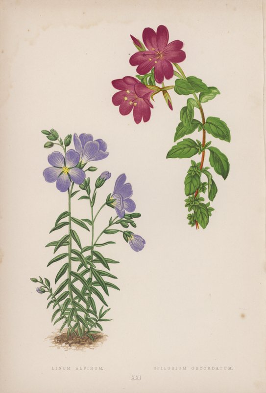 Linum Alpinum; Epilobium Obcordatum (színes litográfia) alkotó: English School