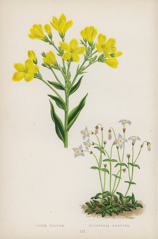 Sárga len; Houstonia kék (litho szín) alkotó: English School