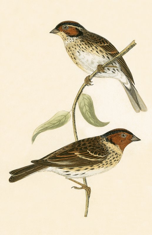 Little Bunting, illusztráció Charles Robert Bree (1811-86) „Európa madarainak története, amelyeket nem figyeltek meg a Brit-szigeteken” című művéből, 1867-ben. alkotó: English School
