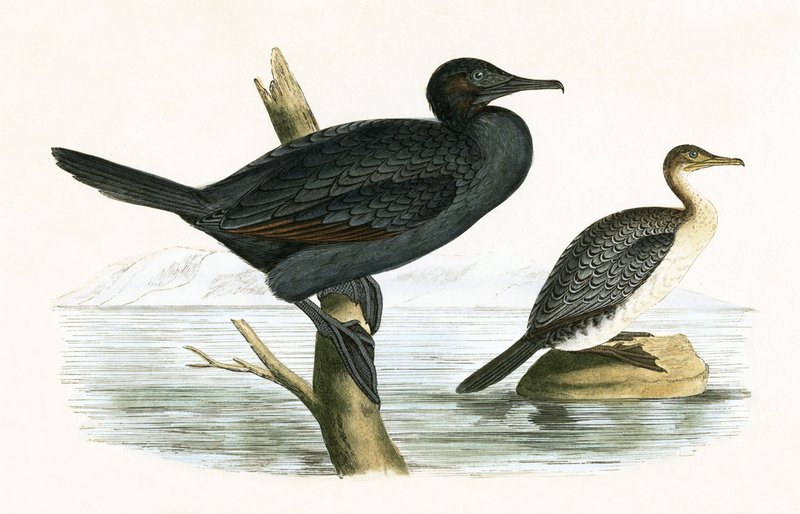 Kis kormorán, illusztrációja Charles Robert Bree (1811-86) „Európa madarainak története, amelyeket nem figyeltek meg a Brit-szigeteken” című művéből, 1867. alkotó: English School