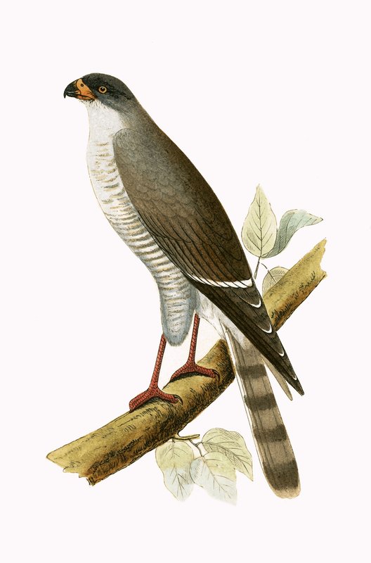 Little Red Billed Hawk, illusztráció Charles Robert Bree (1811-86) „A British-szigeteken nem megfigyelt európai madarak története” című művéből, 1867-ben megjelent alkotó: English School