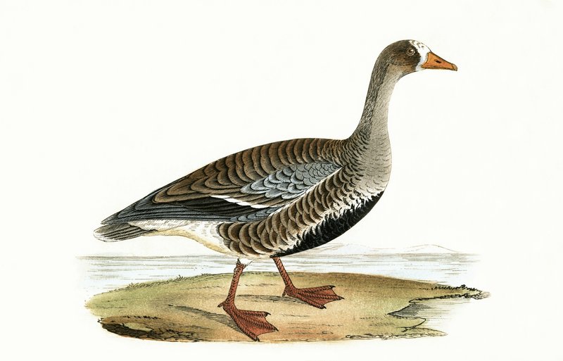 Kis fehér homlokú lúd, illusztráció Charles Robert Bree (1811-86) "A History of the Birds of Europe Not Observed in the British Isles" című, 1867-ben megjelent művéből. alkotó: English School