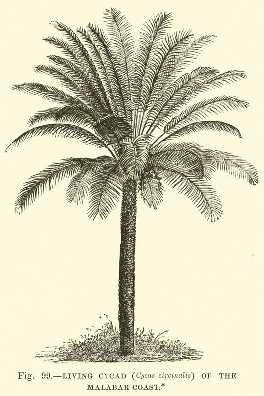 Élő cikád (Cycas circinalis) a Malabar-parton alkotó: English School