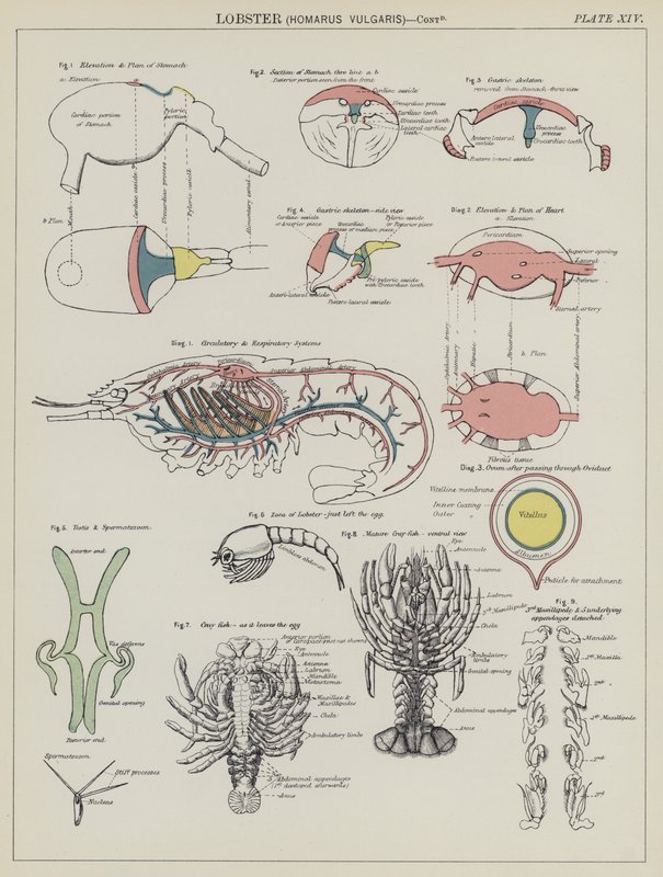 Homar, Homarus Vulgaris (színes litó) alkotó: English School