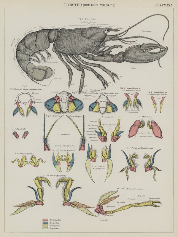 Homár, Homarus Vulgaris (színes litográfia) alkotó: English School