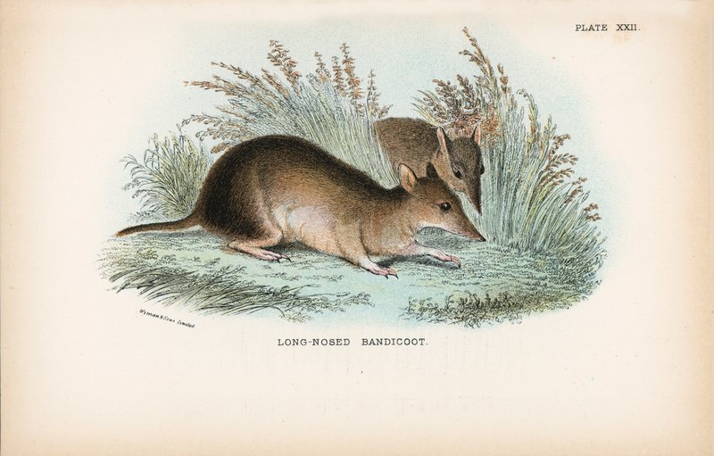 Hosszú orrú Bandicoot alkotó: English School