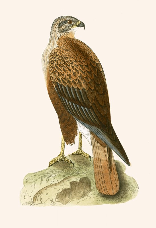 Hosszú lábú ölyv, illusztrációja Charles Robert Bree (1811-86) "Európa madarainak története, amelyeket nem figyeltek meg a Brit-szigeteken" című könyvéből, 1867-ben (színes litó) alkotó: English School