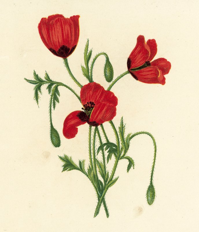 Hosszú tüskésfejű mák, Papaver Argemone (színes litográfia) alkotó: English School