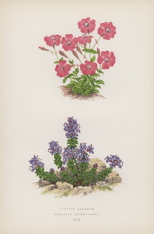 Lychnis Lagascae; Veronica Nummularia (színes litó) alkotó: English School