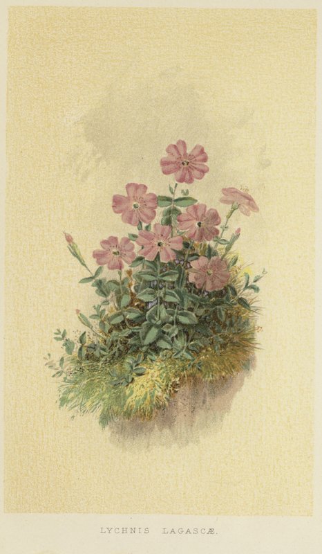 Lychnis lagascae alkotó: English School