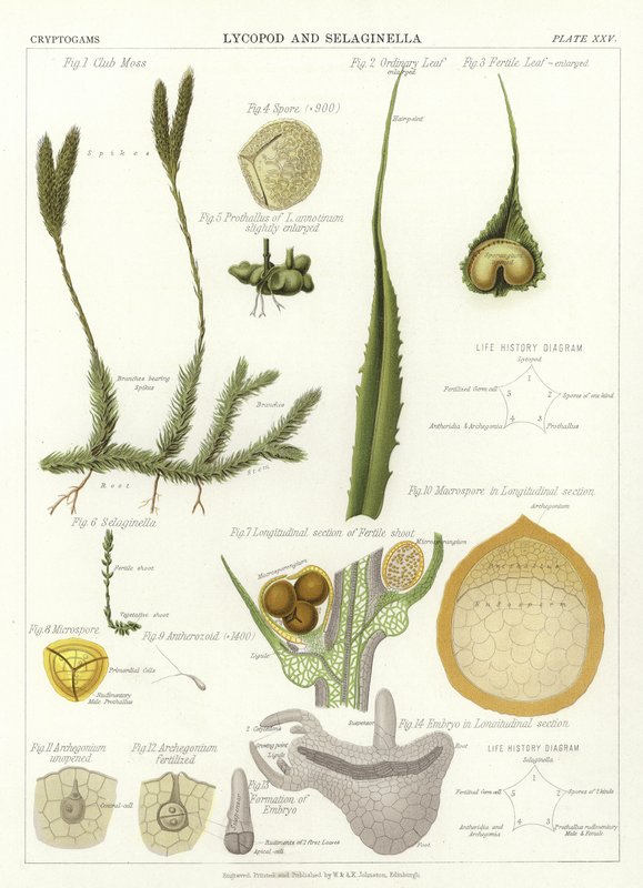 Lycopod és Selaginella alkotó: English School