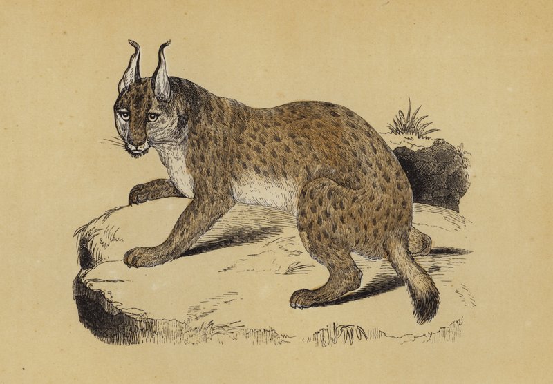 Hiúz (színes litho) alkotó: English School