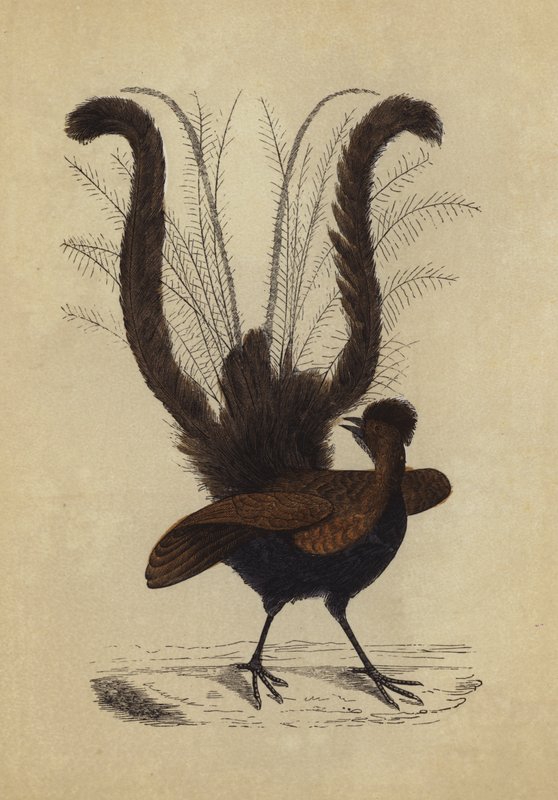Lyre Bird (színes litográfia) alkotó: English School