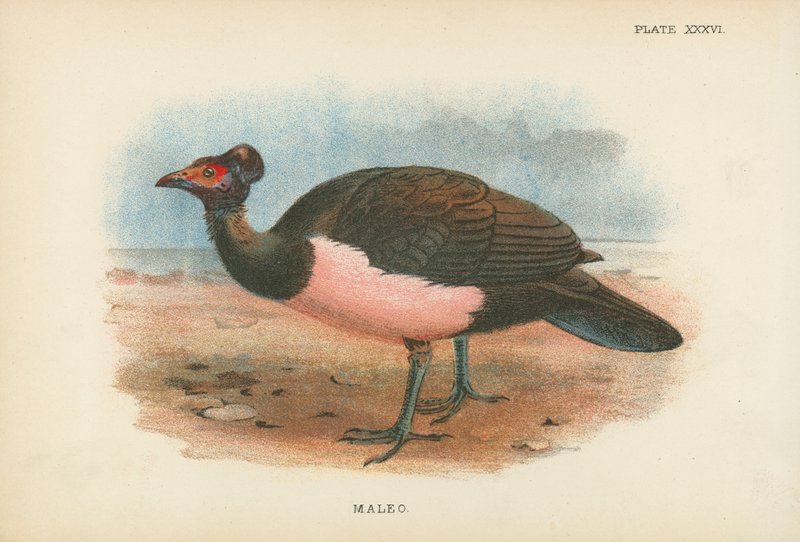 Maleo alkotó: English School
