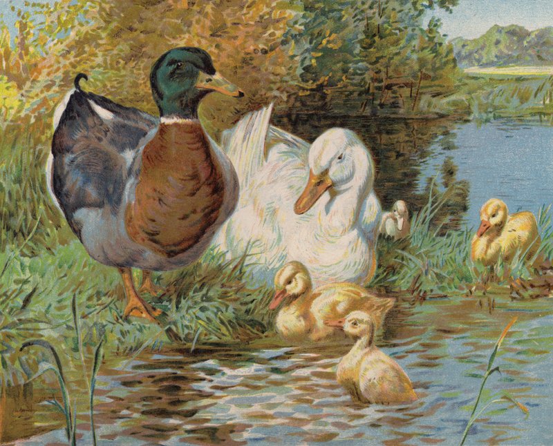 Tőkés récék és kiskacsák a tóban (színes litho) alkotó: English School