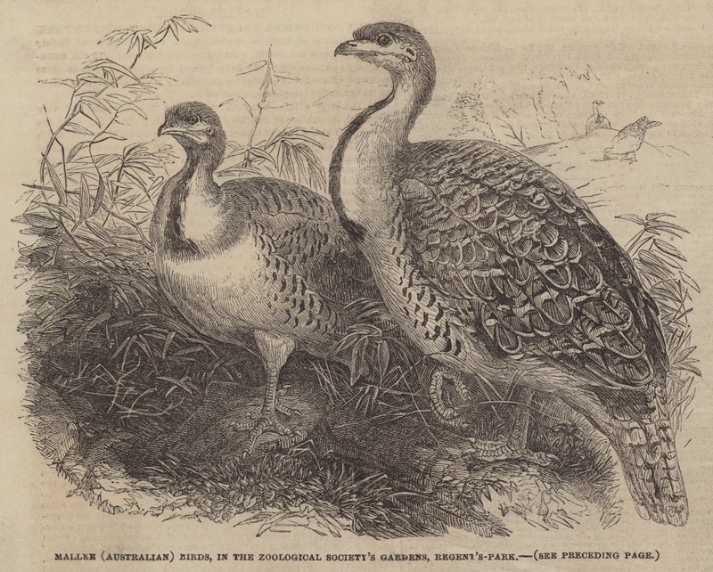 Mallee (ausztrál) madarak, a Zoological Society