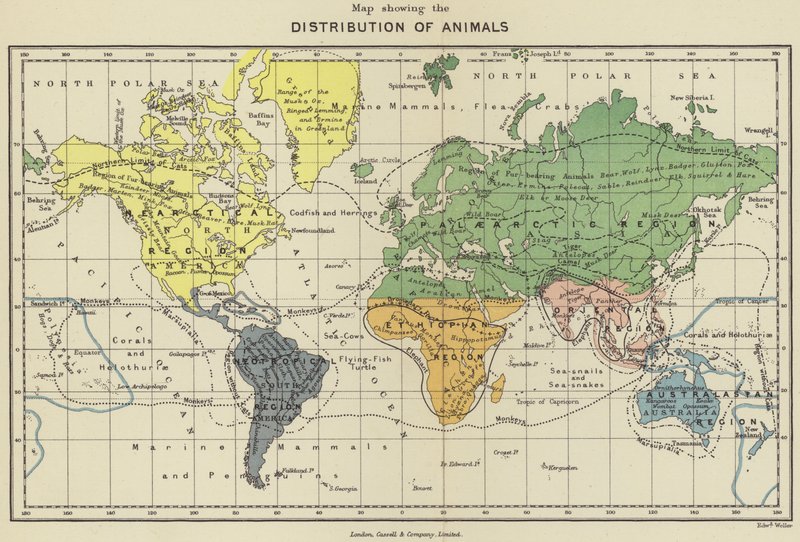 Az állatok eloszlását bemutató térkép (színes litho) alkotó: English School