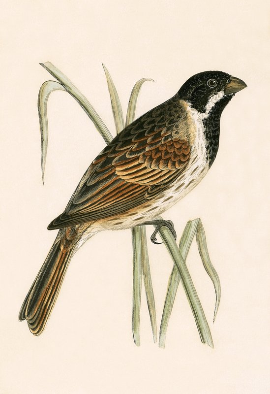 Marsh Bunting, Charles Robert Bree (1811-86) „A History of the Birds of the Birds of Europe Not Observed in the British Isles” (1867-ben megjelent) illusztrációja. alkotó: English School