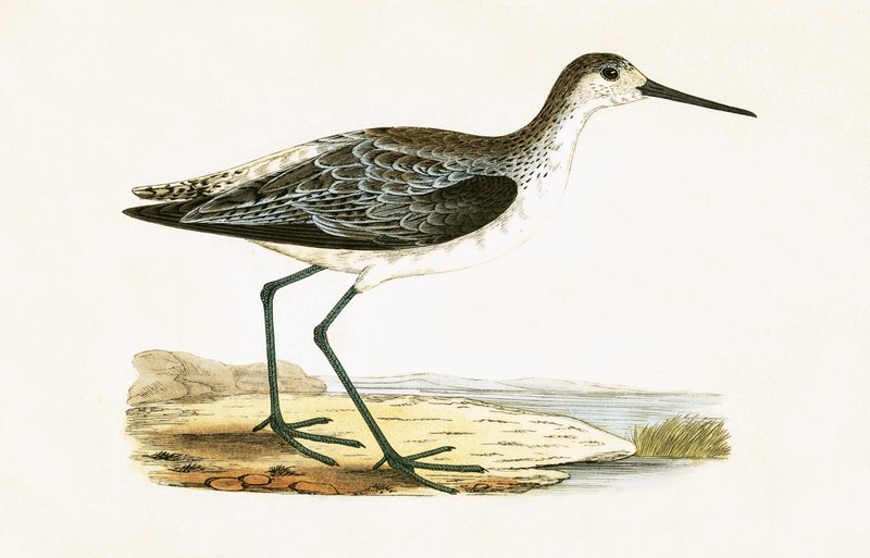 Marsh Sandpiper, Charles Robert Bree (1811-86) „A British-szigeteken nem megfigyelt európai madarak története” című illusztrációja, 1867. alkotó: English School