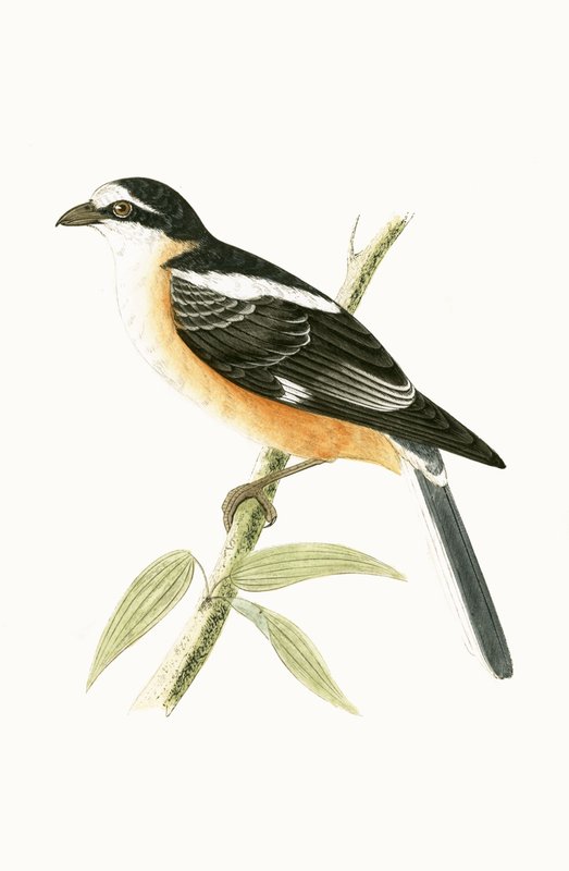 Masked Shrike, illusztrációja Charles Robert Bree (1811-86) „Európa madarainak története, amelyeket nem figyeltek meg a Brit-szigeteken” című művéből, 1867. alkotó: English School