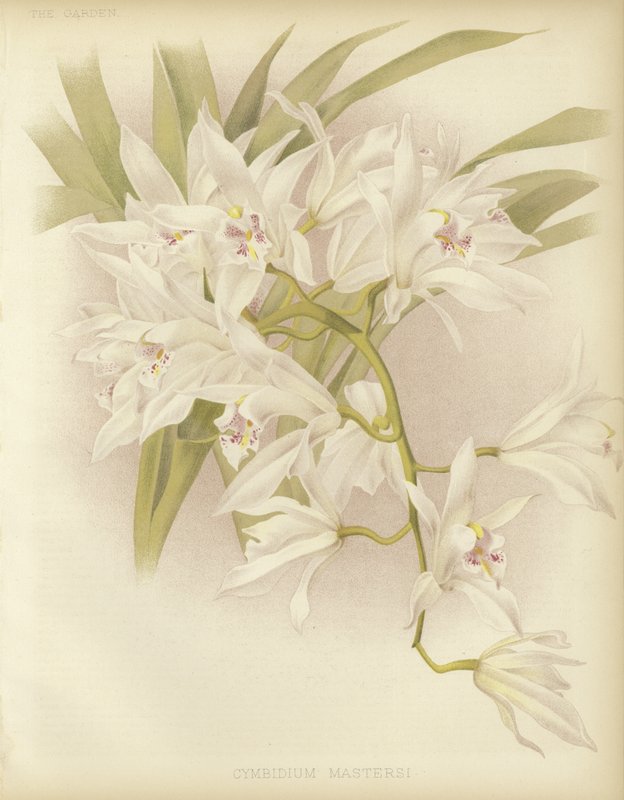 Masters Cymbidium alkotó: English School