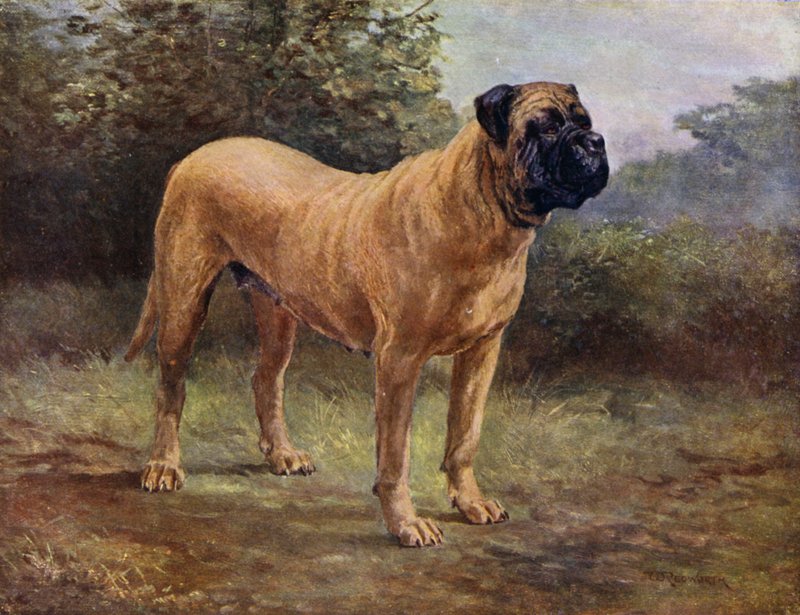 Mastiff szuka Champion Elgiva, KCSB 1363 A (színes litho) alkotó: English School