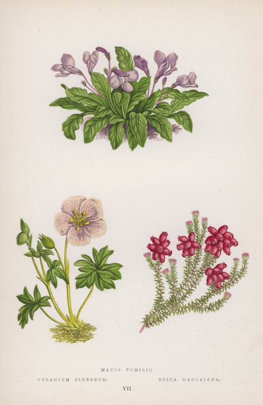 Mazus Pumilio; Geranium Cinereum; Erica Mackaiana (színes tagok) alkotó: English School