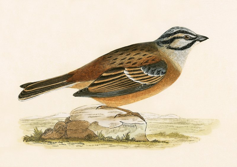 Meadow Bunting, Charles Robert Bree (1811-86) „A History of the Birds of the Birds of Europe Not Observed in the British Isles” című művéből, 1867-ben jelent meg. alkotó: English School
