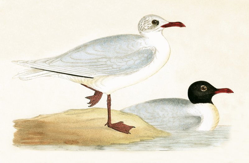 Mediterrán feketefejű sirály, illusztráció Charles Robert Bree (1811-86) „A Brit-szigeteken nem megfigyelt európai madarak története” című művéből, 1867-ben (színes litó) alkotó: English School