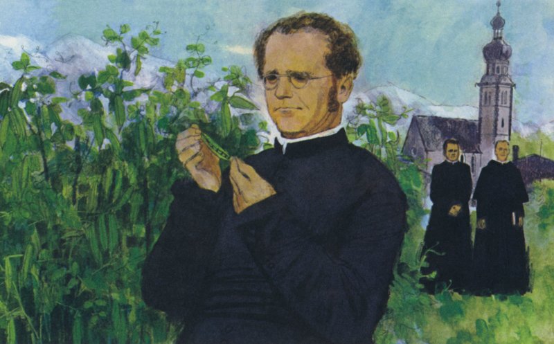Mendel a kolostorban tanul alkotó: English School