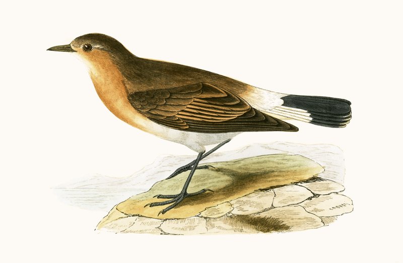 Menetries Wheatear, Charles Robert Bree (1811-86) „A British-szigeteken nem megfigyelt európai madarak története” című művéből készült illusztráció, 1867. alkotó: English School