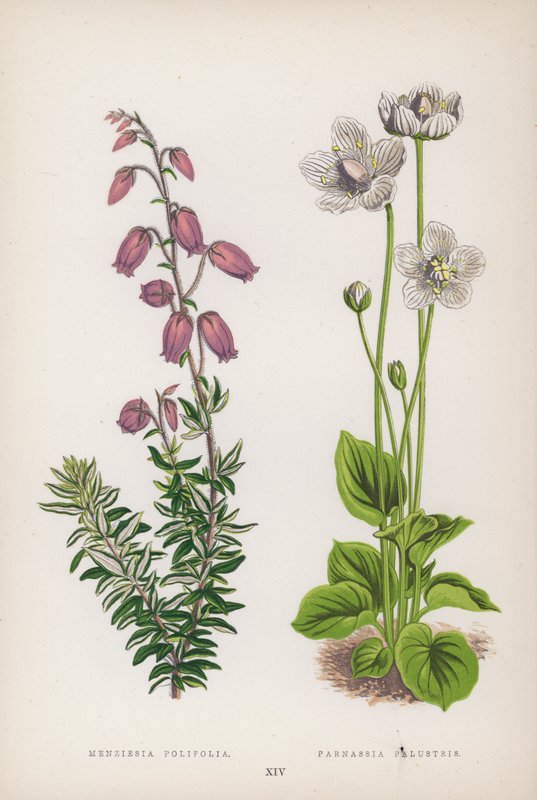 Menziesia polifolia; Parnassia Palustris (színes litó) alkotó: English School