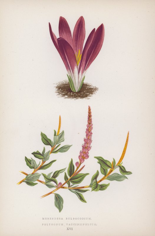 Merendera Bulbocodium; Polygonum Vaccinifolium (színes litho) alkotó: English School