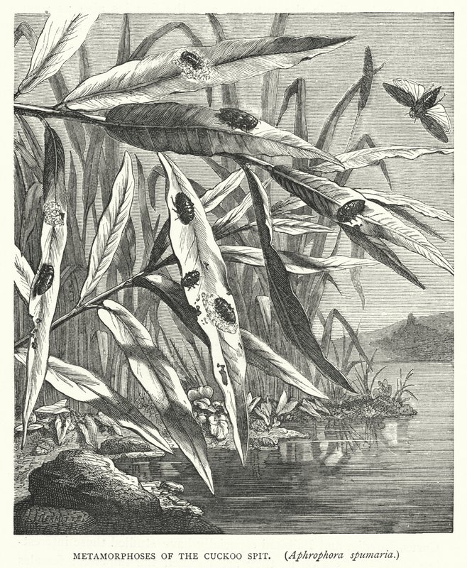 A kakukktorma, Aphrophora spumaria metamorfózisai (metszet) alkotó: English School