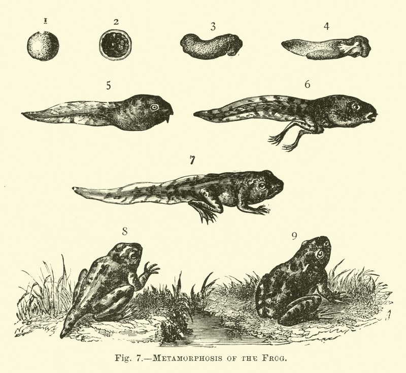 A béka metamorfózisa alkotó: English School