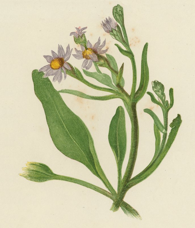Michaelmas Daisy, Aster Tripolium (színes litó) alkotó: English School