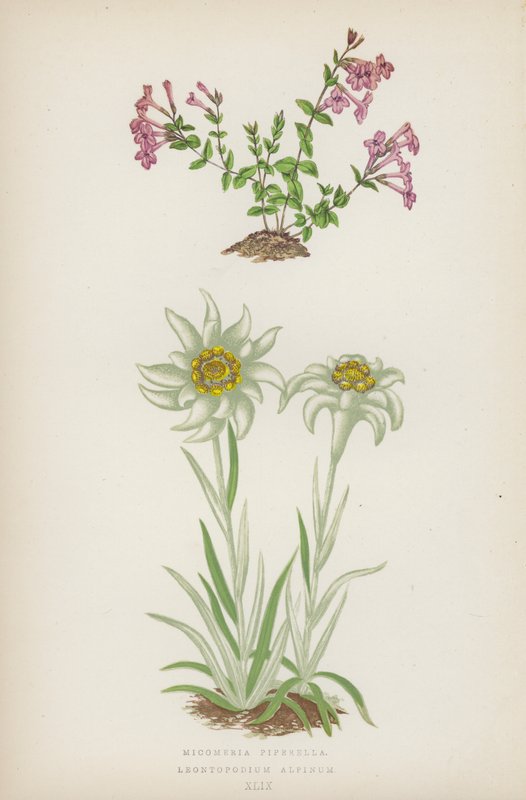 Micomeria Piperella; Leontopodium Alpinum (színes litográfia) alkotó: English School