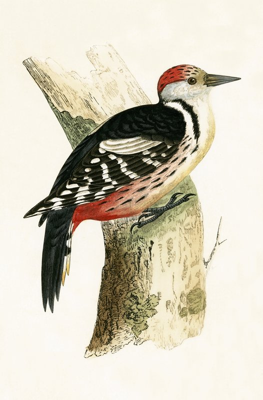 Középső harkály, illusztrációja Charles Robert Bree (1811-86) „A Brit-szigeteken nem megfigyelt európai madarak története” című művéből, 1867. alkotó: English School