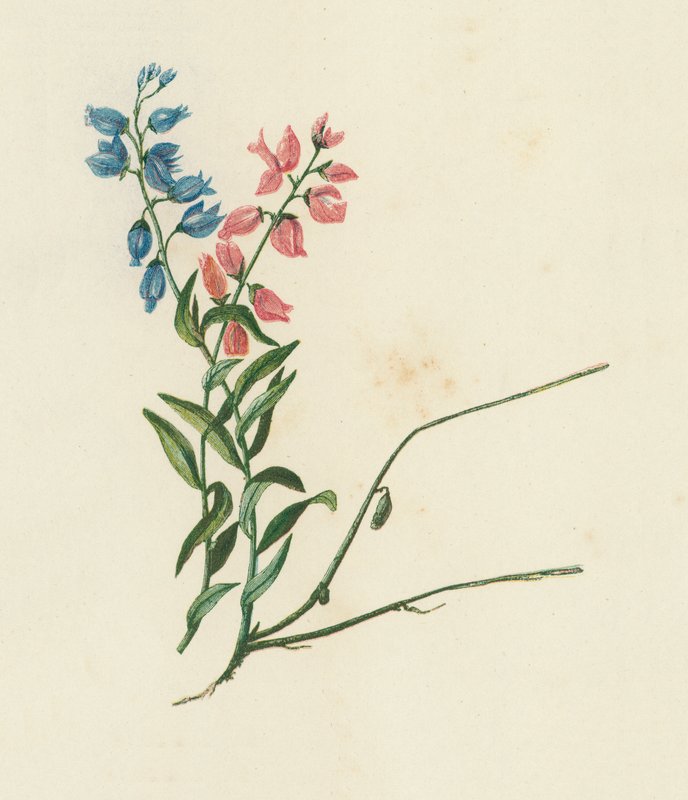 Tejfű, Polygala Vulgaris (színes litográfia) alkotó: English School