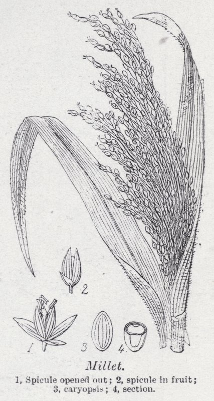 köles (litho) alkotó: English School